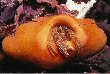 《怪物猎人物语》PS4版下载大小公布 6月12日开启预载