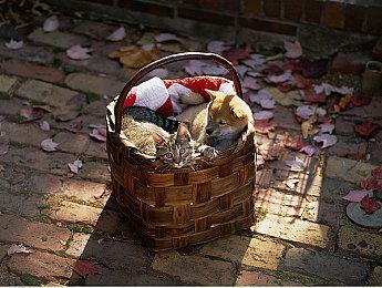 《战锤40K：星际战士2》全新预告 肆意杀戮泰伦虫族